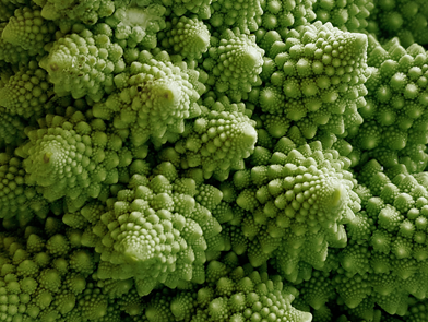 Chou romanesco 